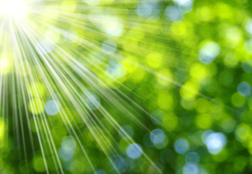 Sun Shining Through Green Tree | Atlanta Skylights